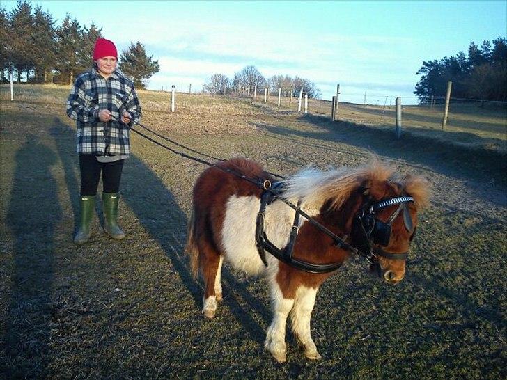 Shetlænder Prins - Her er jeg ved at øve lidt med at gå med sele og hovedtøj :) jeg er rigtig dygtig til det siger min mor :D  billede 4