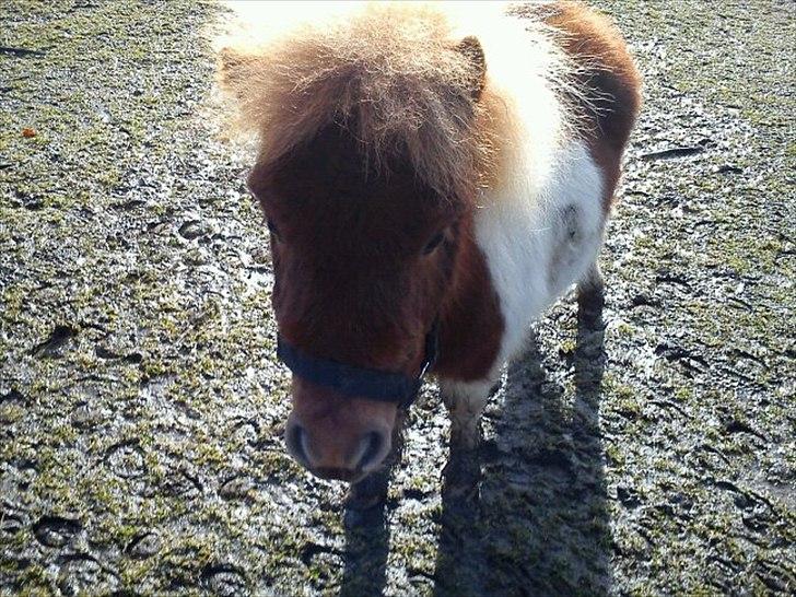 Shetlænder Prins - skulle lige se hvad min mor lavede :) <3  billede 7