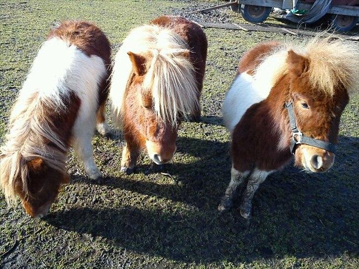 Shetlænder Prins - her jeg sammen med min halv søster Trille ( længst til venstre) og min onkel Rondo ( i midten) og mig længst til højre :D <3  billede 8