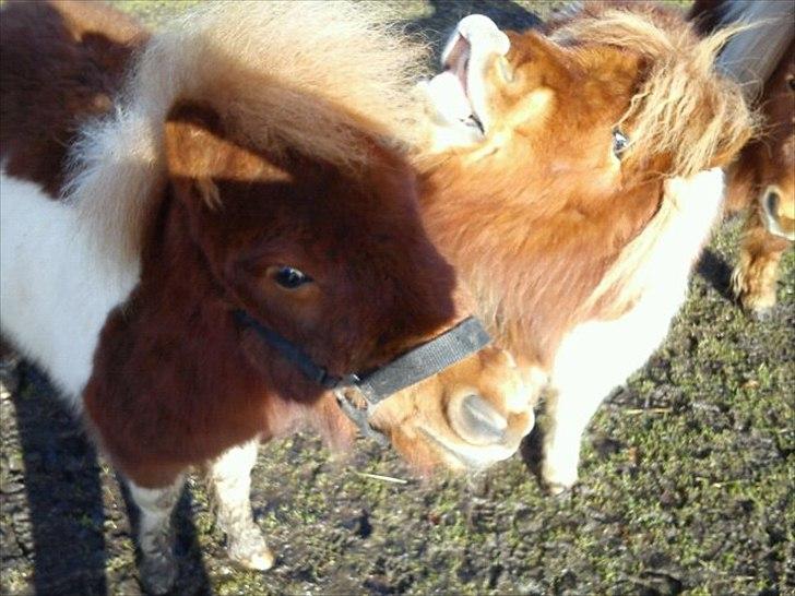 Shetlænder Prins - mig og min skøre halv søster som fjoller lidt xD <3 vi er en smule skøre engang imellem :D <3 

 billede 10