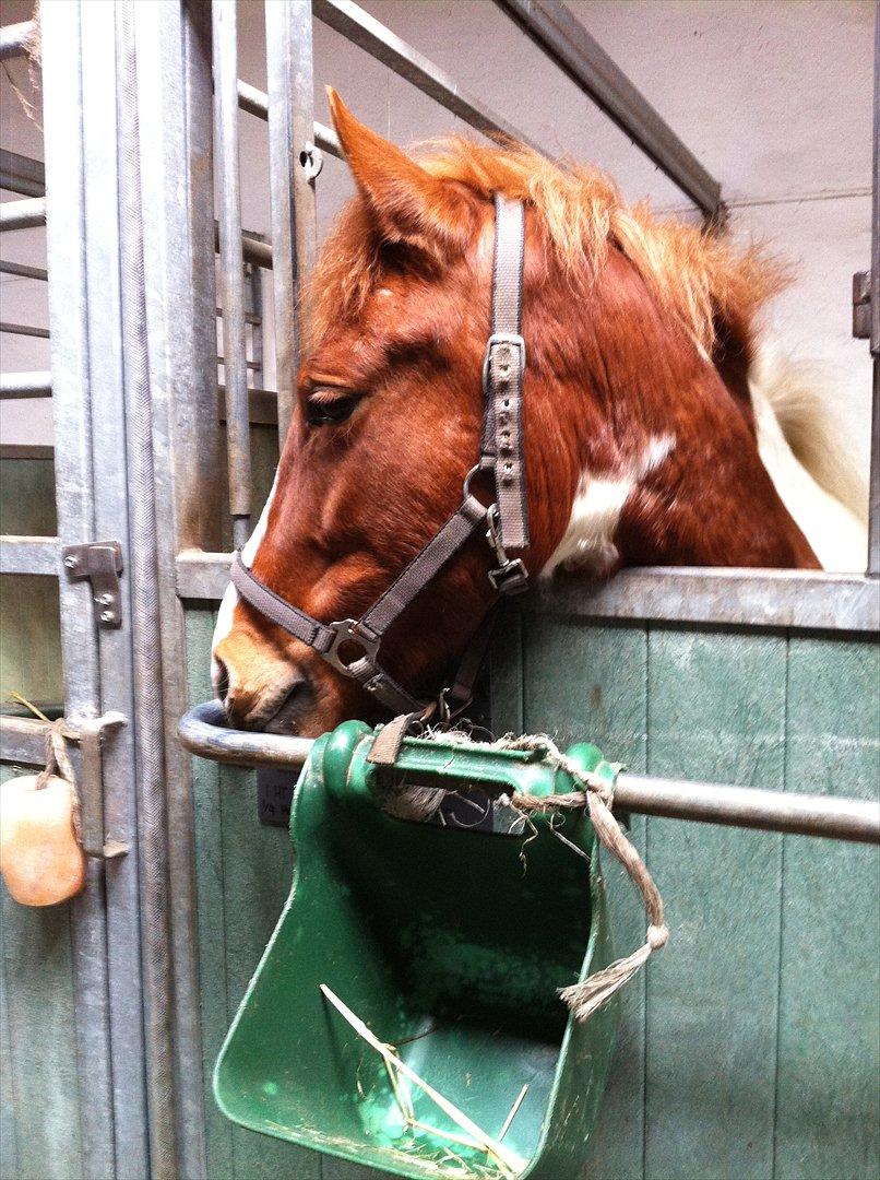 Anden særlig race Yasmin billede 4