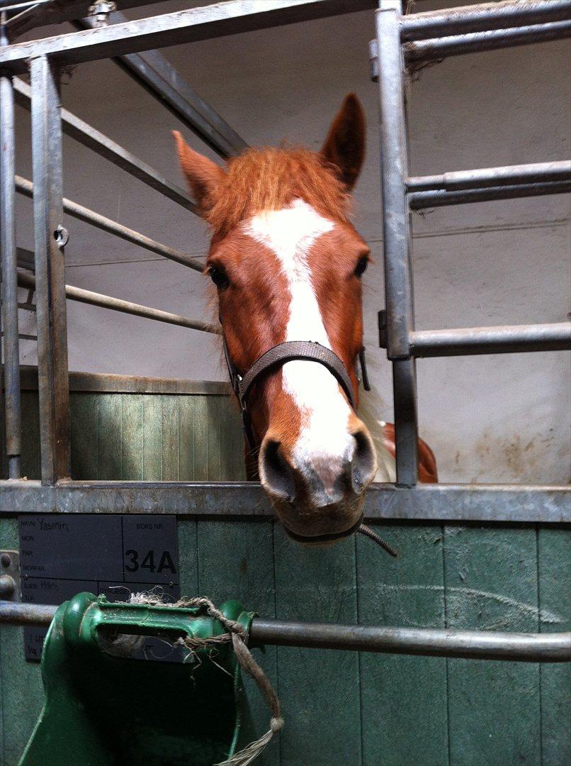Anden særlig race Yasmin billede 5