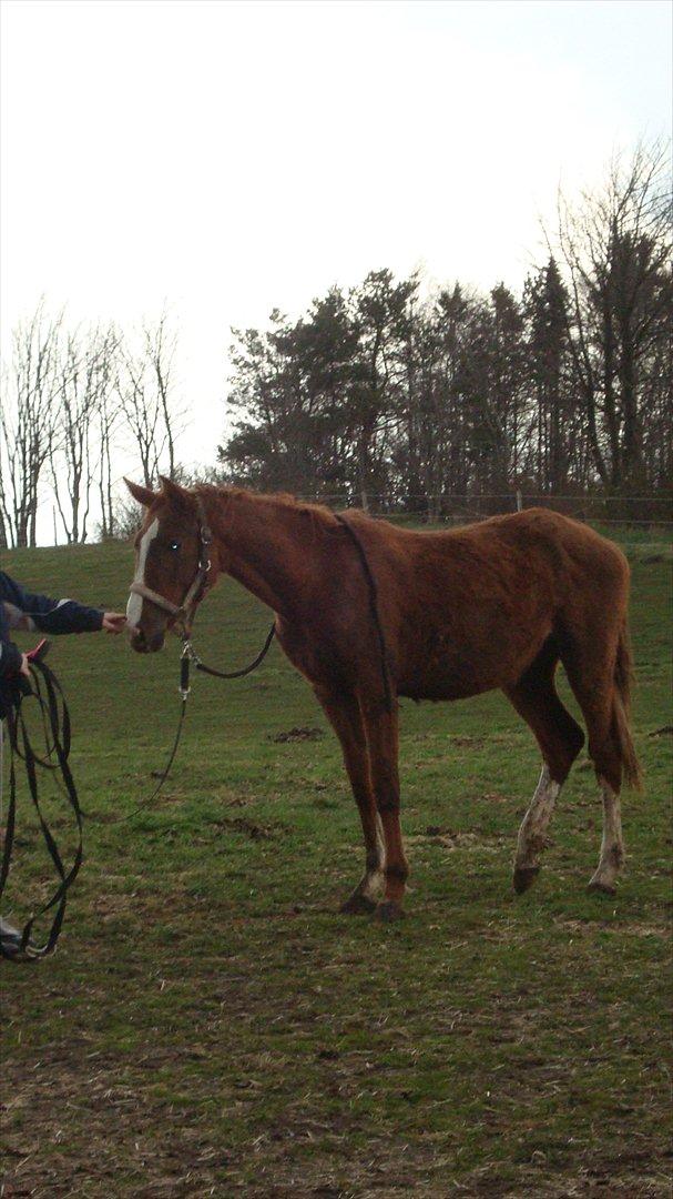 Svensk Varmblod Smorup's Sunshine billede 28