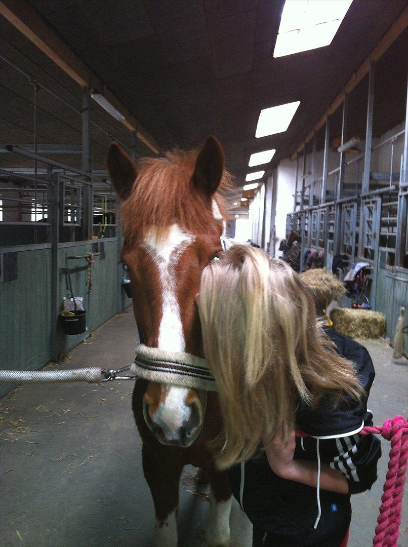 Anden særlig race Yasmin billede 8