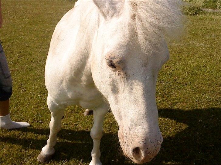 Anden særlig race Manse billede 11
