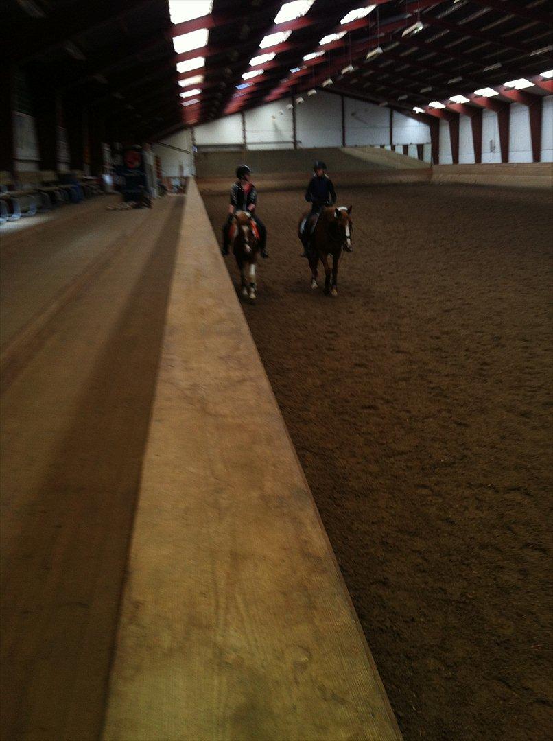 Anden særlig race Yasmin - skridter for med julie billede 6