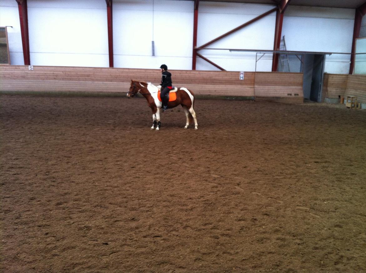 Anden særlig race Yasmin billede 2