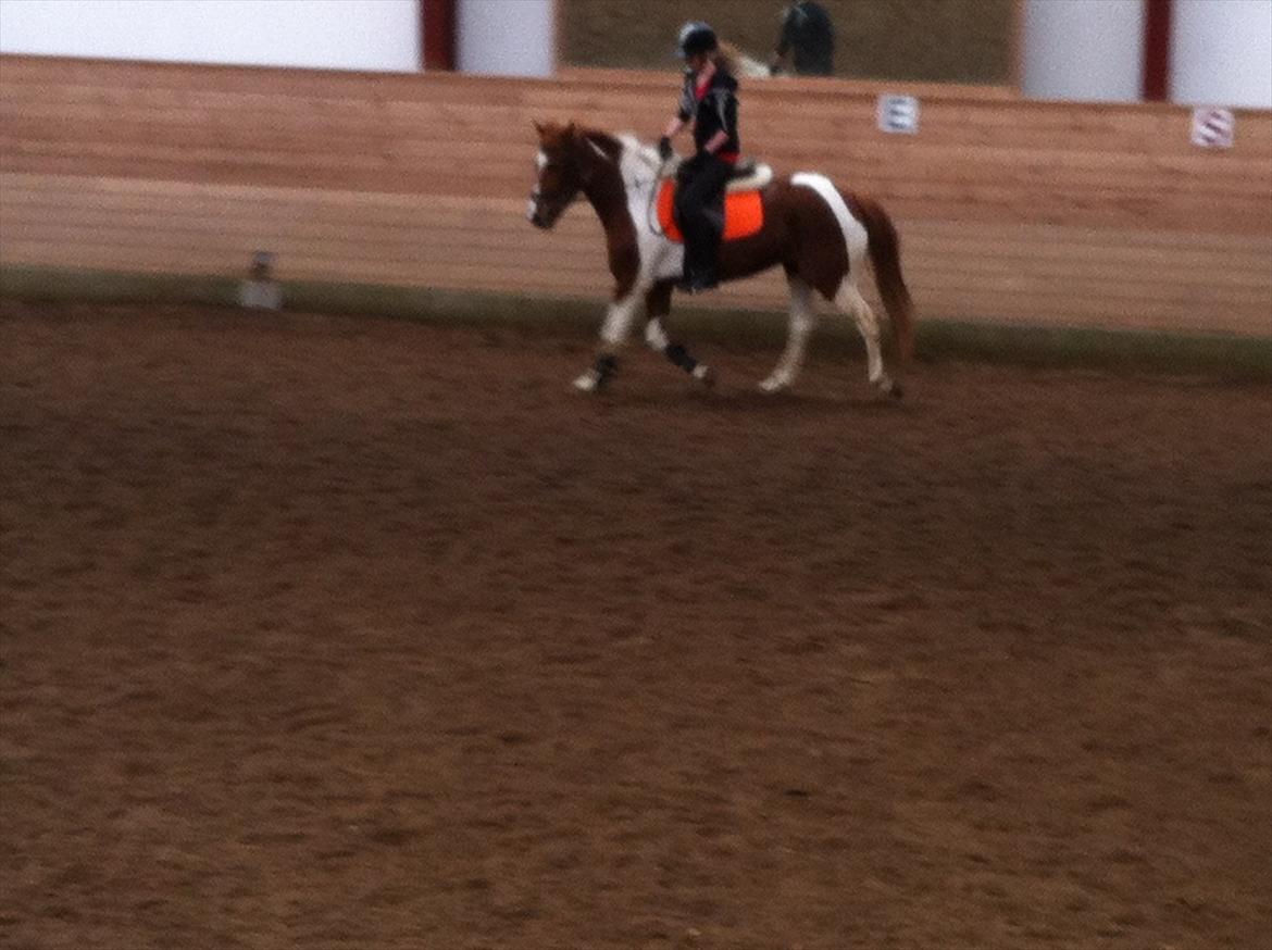 Anden særlig race Yasmin billede 7