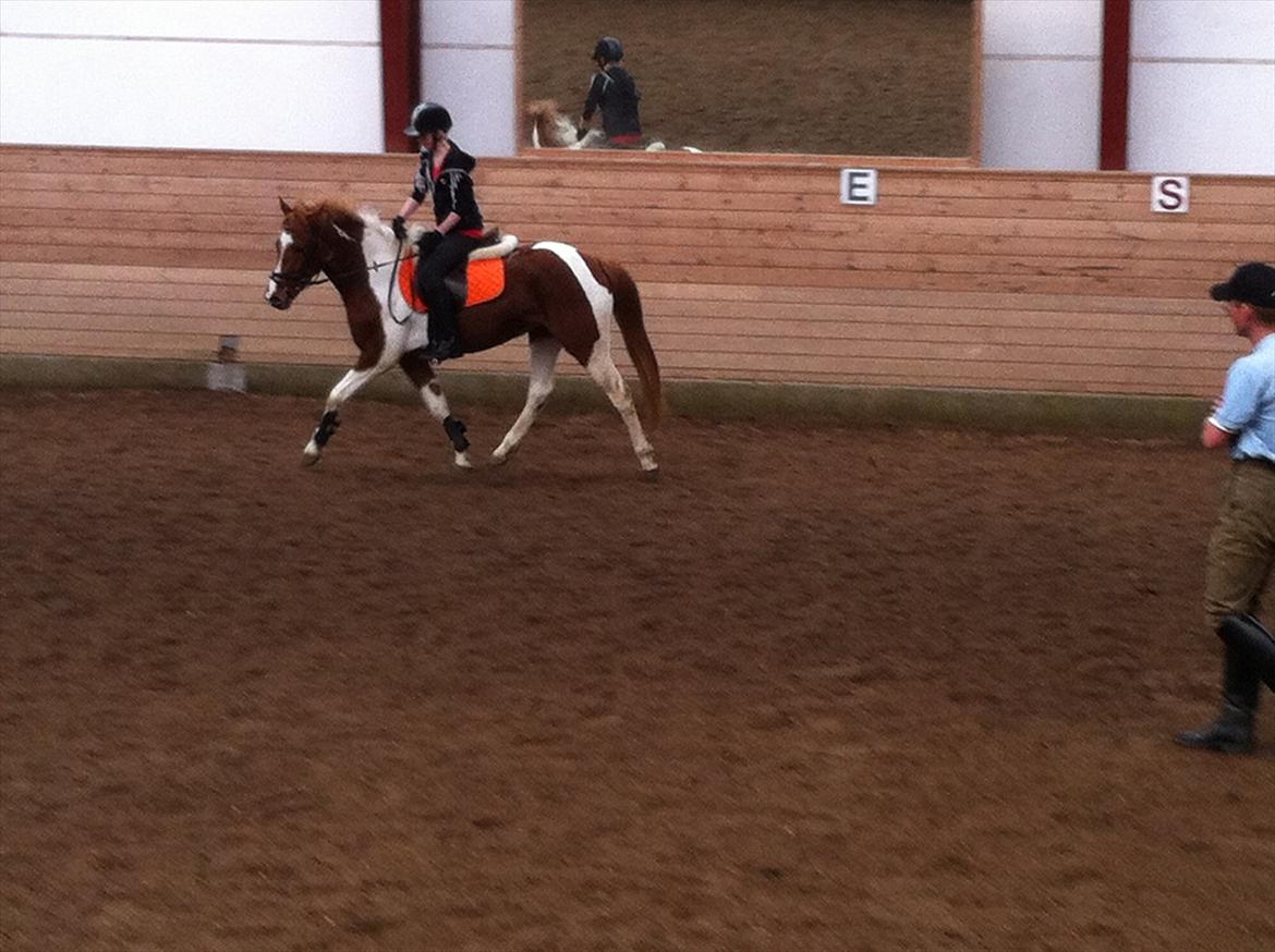 Anden særlig race Yasmin billede 9