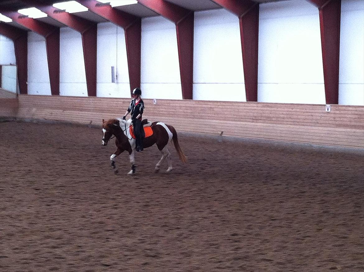 Anden særlig race Yasmin billede 10