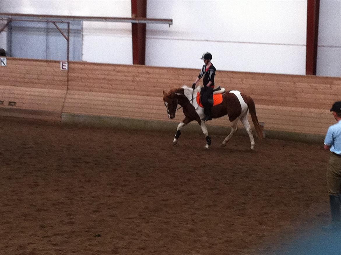 Anden særlig race Yasmin billede 11