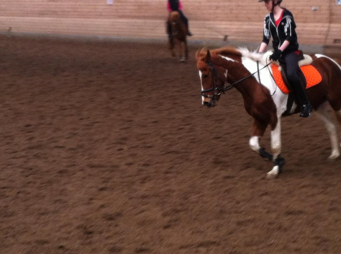 Anden særlig race Yasmin billede 12