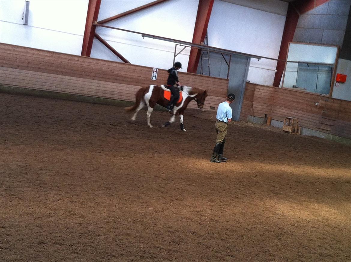 Anden særlig race Yasmin billede 13