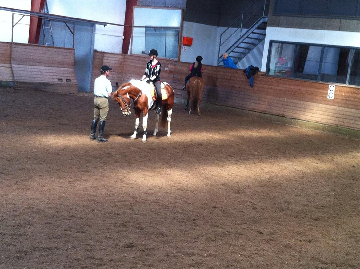 Anden særlig race Yasmin billede 14