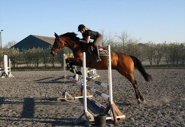 Holstener LASSE billede 17