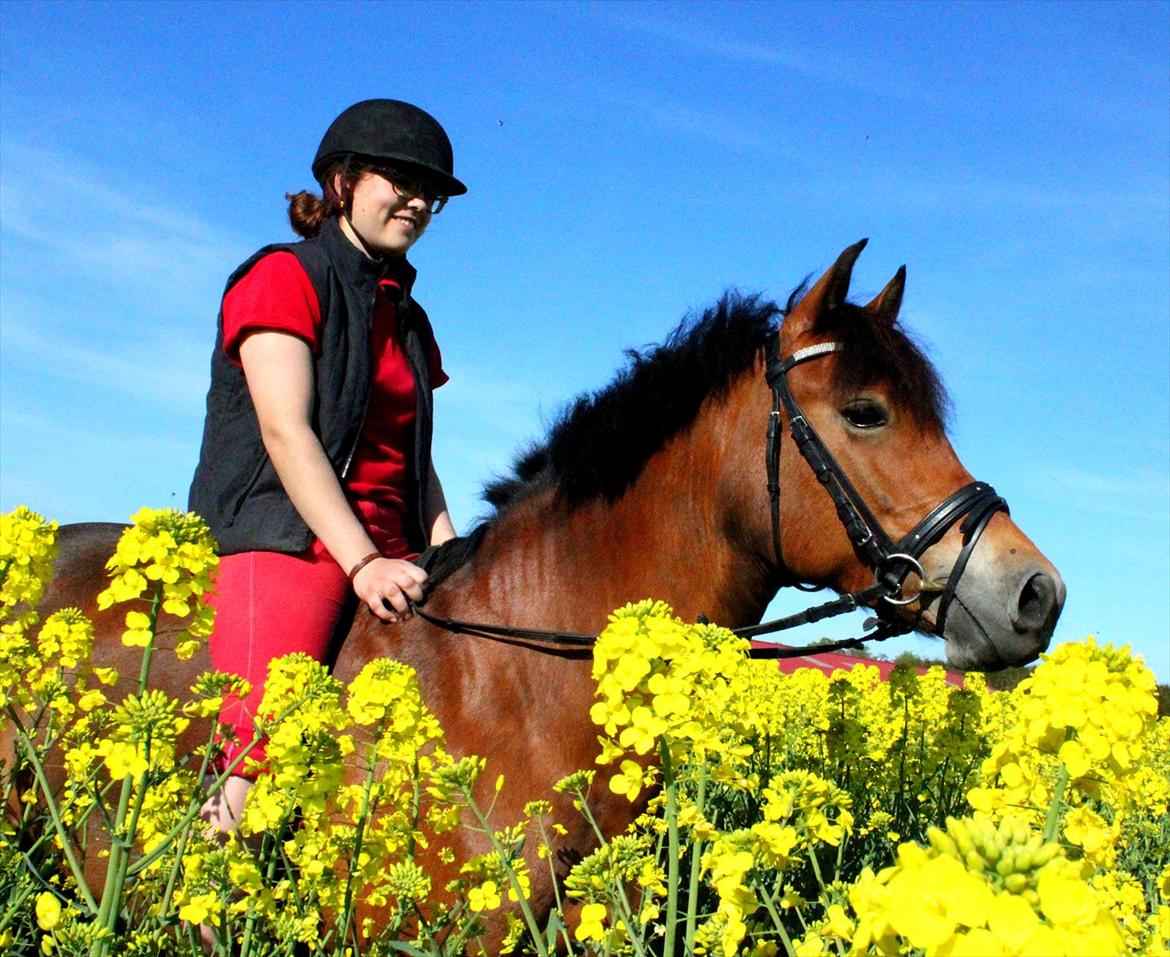 New Forest | Lundemarksgårds Saga - Af alle verdens ponyer, er du den bedste for mig! - 03-05-12 - Foto: Sofie Özbelli billede 16