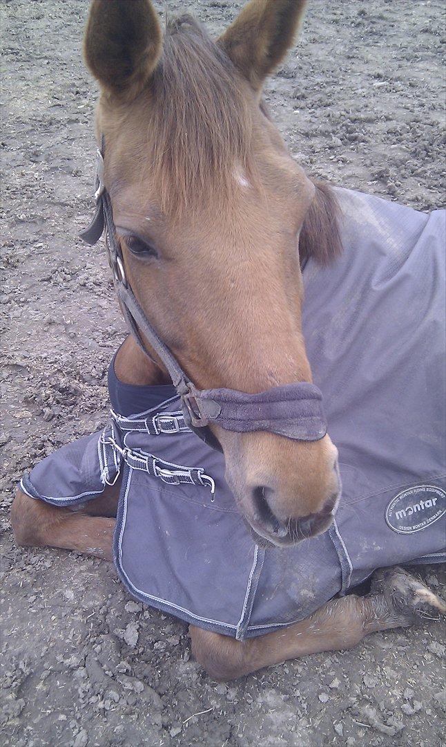 Anden særlig race Lærke - Foldhygge april 12 billede 8