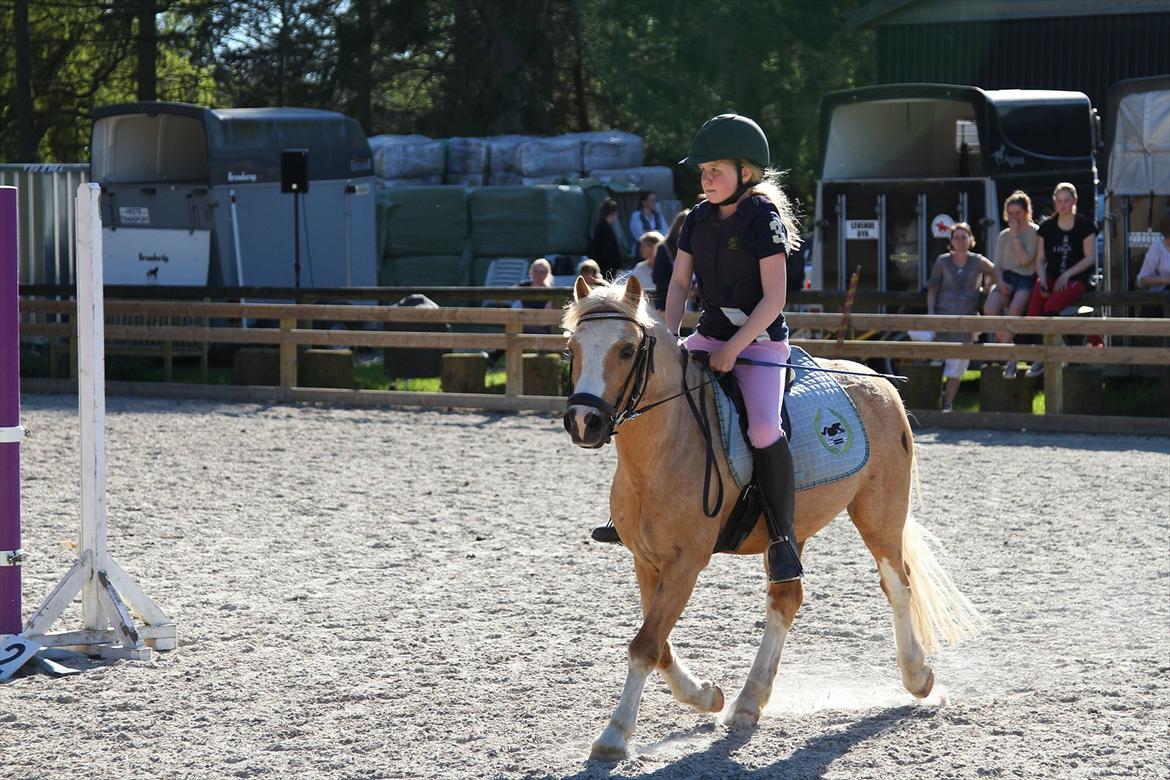 Welsh Mountain (sec A) Sjaik billede 10