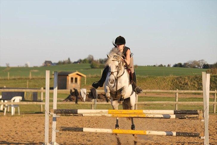 Welsh Pony (sec B) Bjerregårds Santos - efterskole livet <3
2012. billede 14