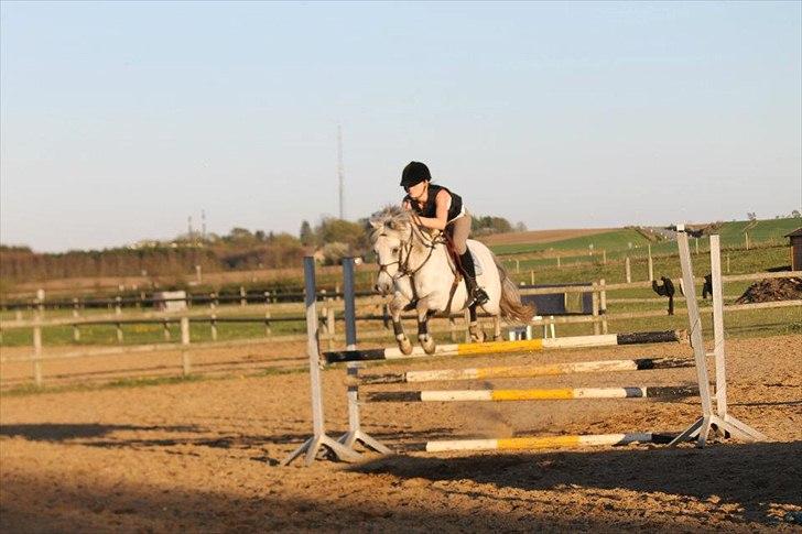 Welsh Pony (sec B) Bjerregårds Santos - super lækker springpony <3 billede 2