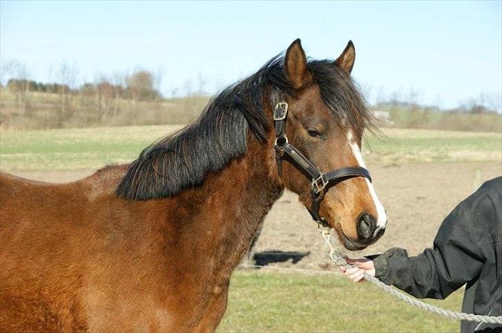 Pinto Araber Brown Sugar - 13/3-12 billede 2