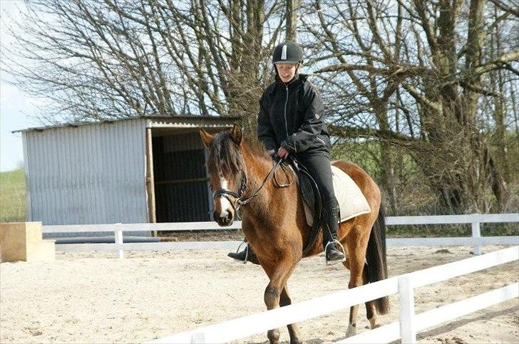 Pinto Araber Brown Sugar - Med mig på ryggen :) (4/4-12) billede 3