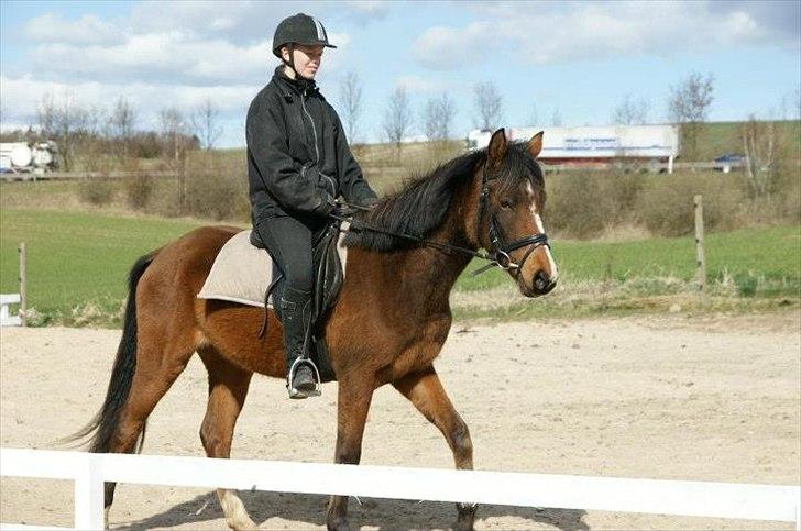 Pinto Araber Brown Sugar - 4/4-12 billede 4