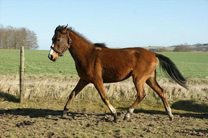 Pinto Araber Brown Sugar - Mmmh fin trav :) (13/3-12) billede 5
