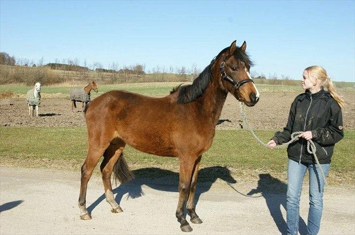 Pinto Araber Brown Sugar - 13/3-12 billede 6