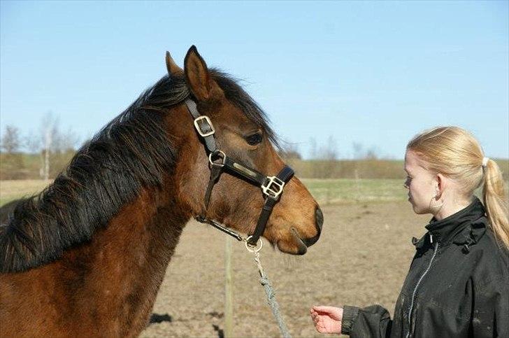 Pinto Araber Brown Sugar - Hvad kigger du på? (13/3-12) billede 7