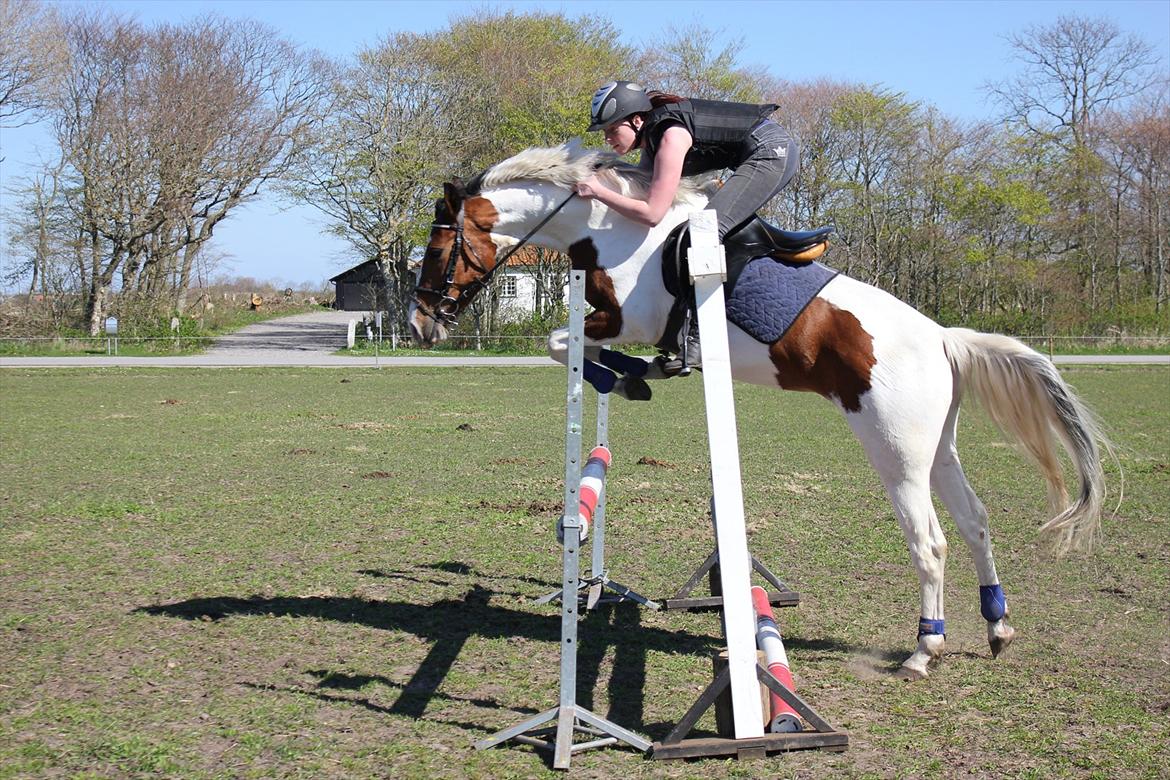 Anden særlig race All Star (Luna) - Første gang vi nogensinde springer udendørs, hun er blevet lidt for lækkerrrrr! *-: billede 9