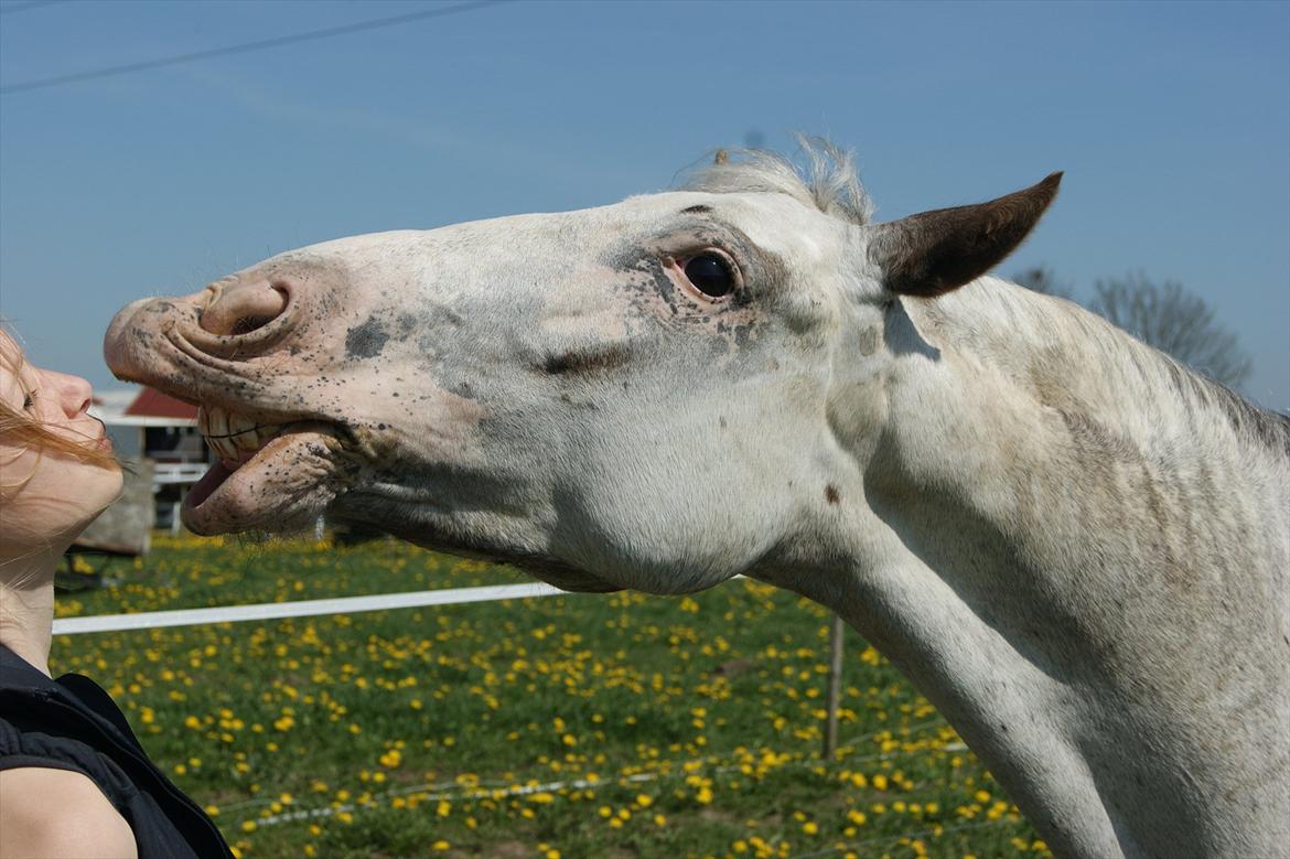 Appaloosa Rachene's Mannie billede 2