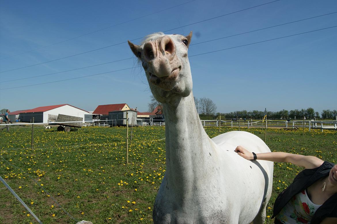 Appaloosa Rachene's Mannie billede 4