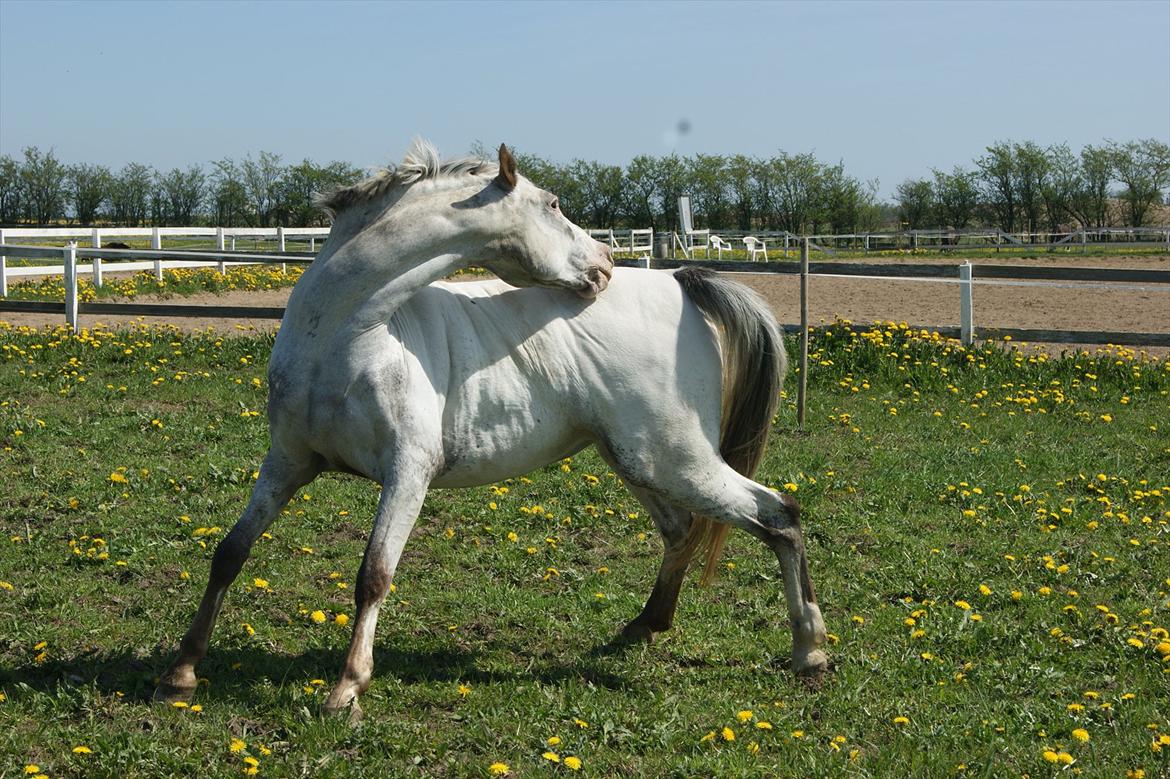 Appaloosa Rachene's Mannie billede 7