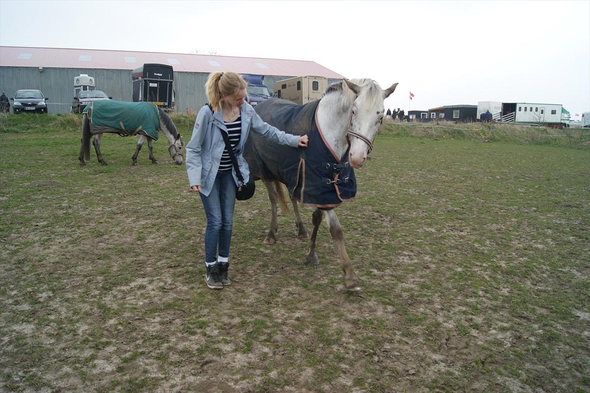 Appaloosa Rachene's Mannie billede 8