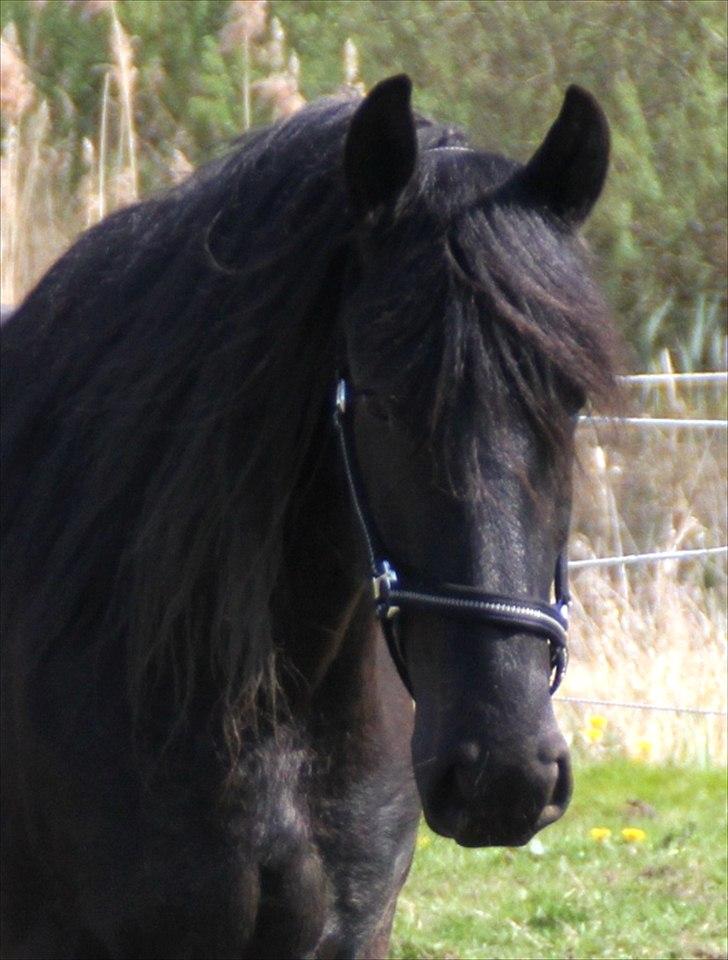 Frieser Oliver, STER billede 15