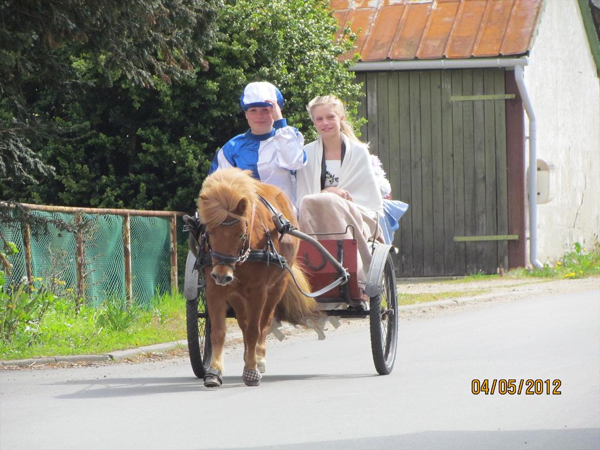 Shetlænder Fanny billede 2