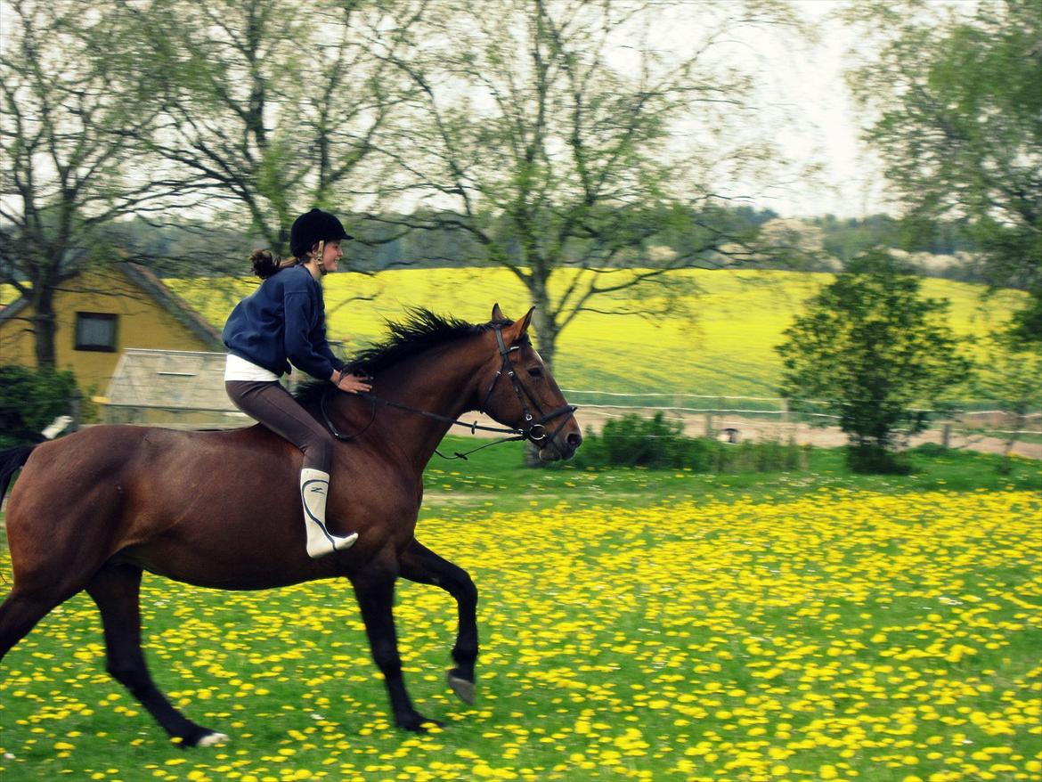 Dansk Varmblod Felicity bbh | Felle <3 - Nr . 16 <3 Foto: Anna Rydell :)
Galop på marken på det dejligste dyr <3 <3 <3  billede 16