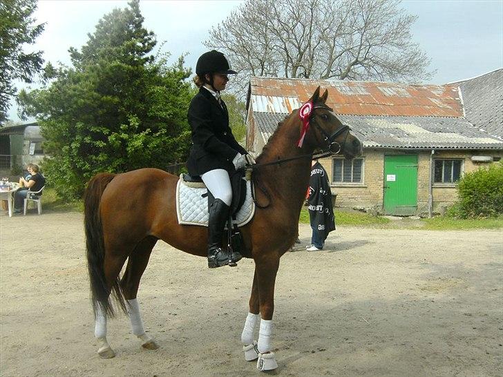 Welsh Pony (sec B) ulan (røde<3) - ulan og Victoria til deres første dressur stævne hvor de vandt LC3<3 billede 16