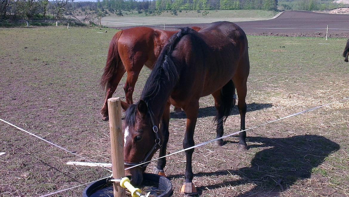 Traver Lotus esterell Himmelhest. billede 11