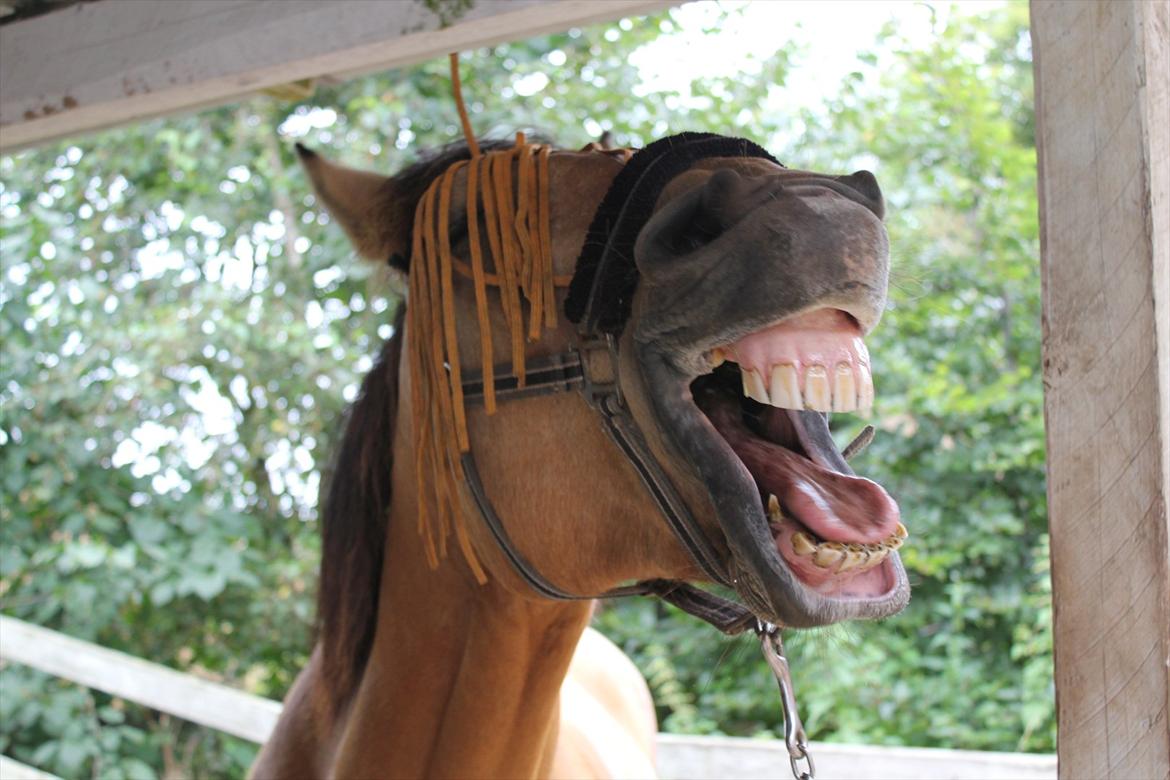 Anden særlig race Bratz <3 - En træt Brady! xD Billede: Sarah Lassen billede 1