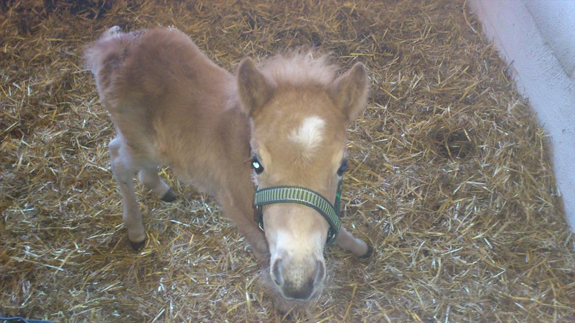 Shetlænder Mario - måske er det aligevel ikke så slemt med den grime.:)  billede 2
