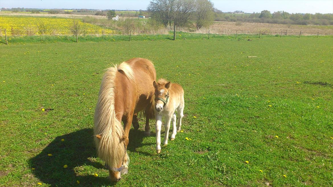 Shetlænder Mario - dejligt at komme ud på græsset.:) billede 3