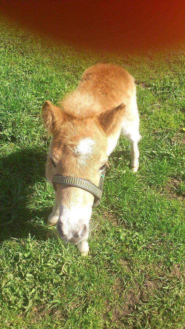 Shetlænder Mario - hey jeg er blevet foto model.:) billede 4
