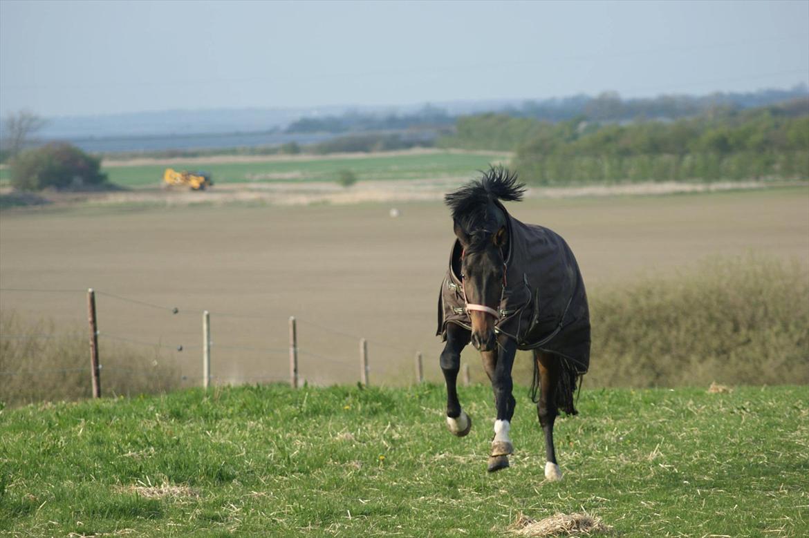 Dansk Varmblod A Romanze(Roma) billede 5