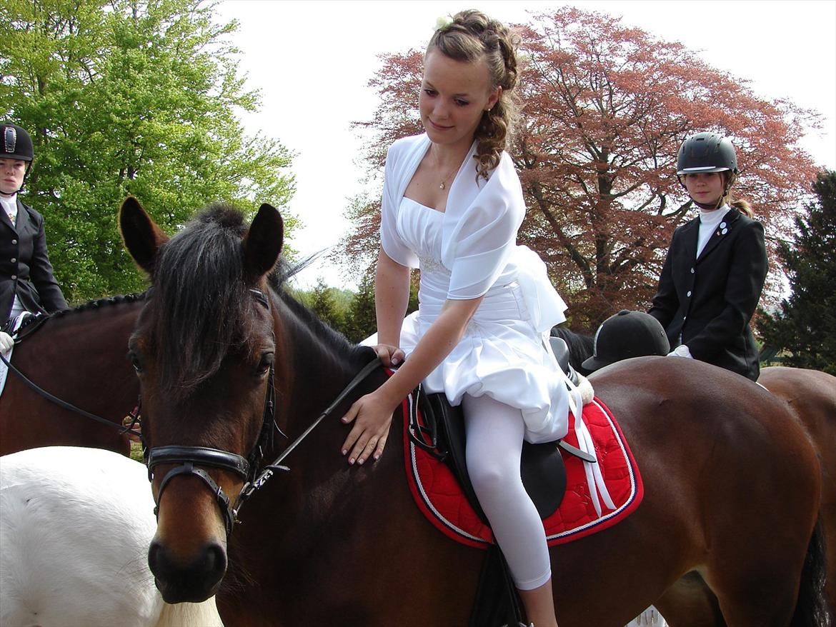 Welsh Cob (sec D) Fronerthig Mary Jane!<3 $$$ - Sikke en overraskelse!
 Den bedste dag i det bedste selvskab! <3 billede 12