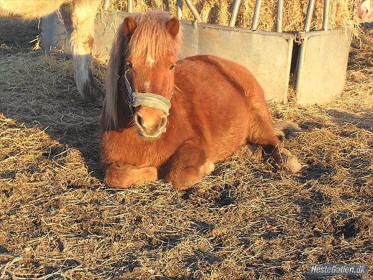 Anden særlig race Oscar (UDLÅNT) billede 16