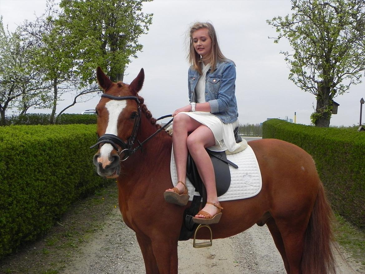 Hollandsk Sportspony Broderigårdens Nando (Gucci Nans) - Nando er med til at fejre min konfirmation <3 billede 33