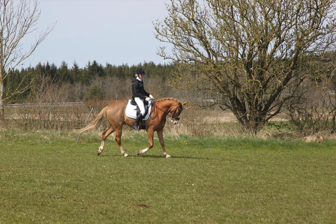 Tysk Sportspony Brisand billede 9