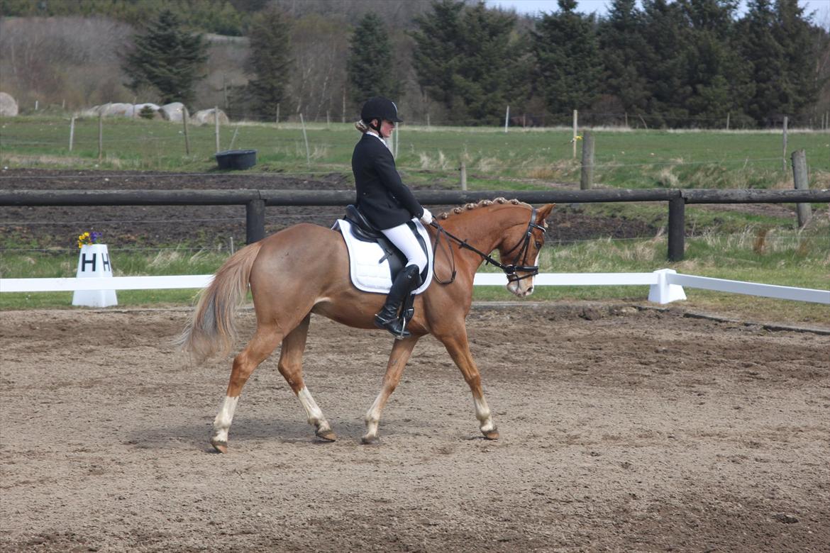 Tysk Sportspony Brisand billede 17